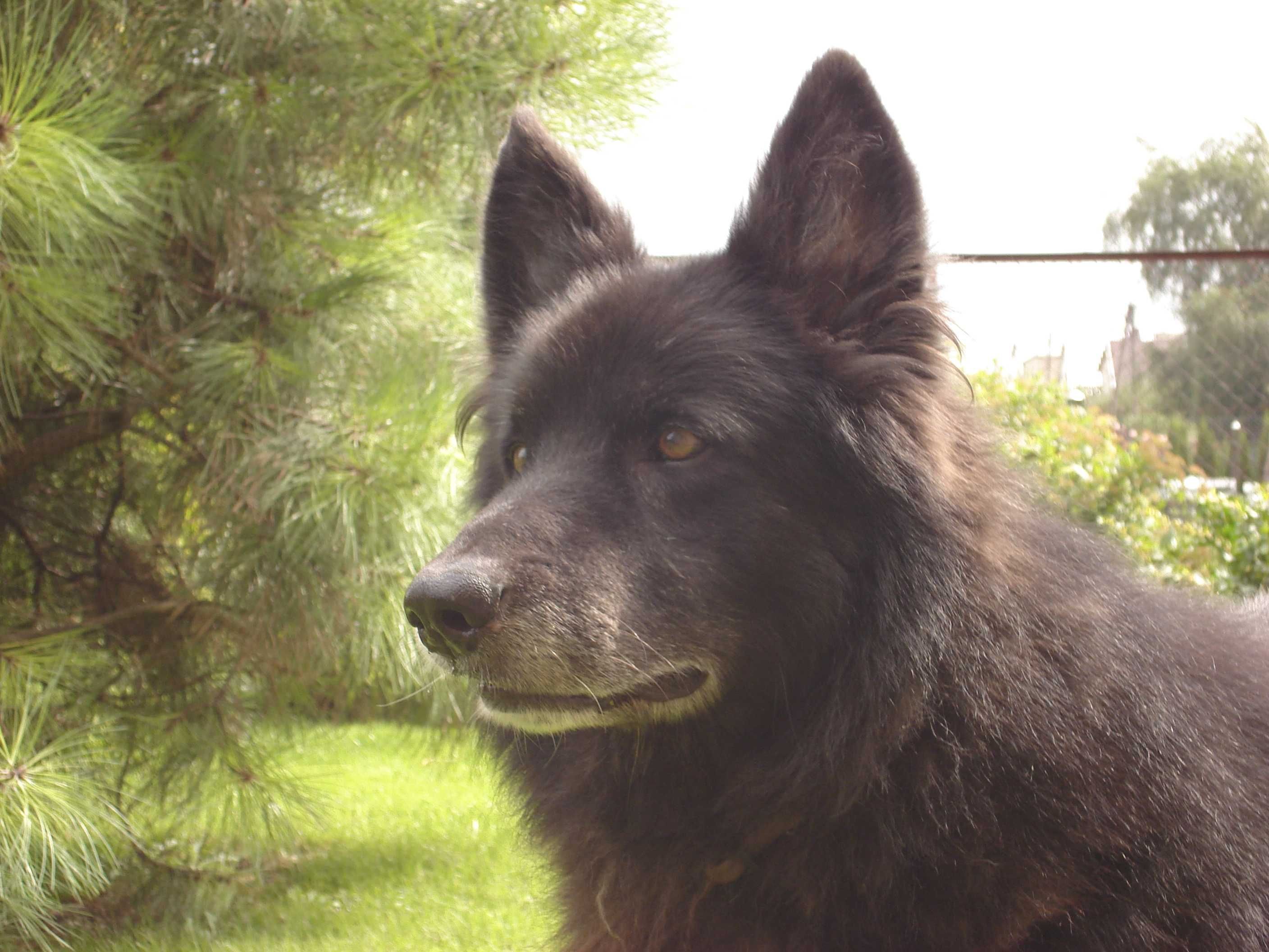 Petsitter, opieka nad zwierzętami.