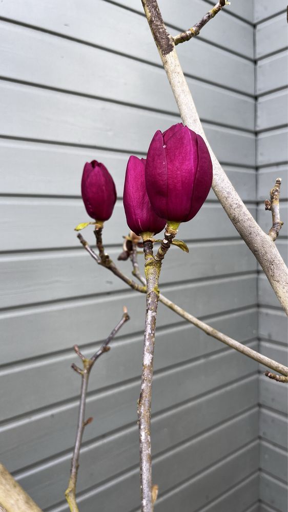 Bajeczna magnolia Genie, bordowe kwiaty, duża sadzonka