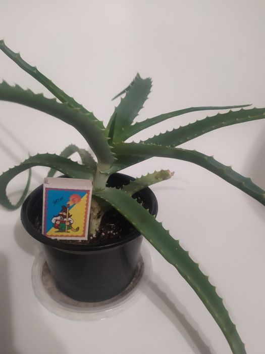 Алое лікувальне, для зміцнення імунітету!