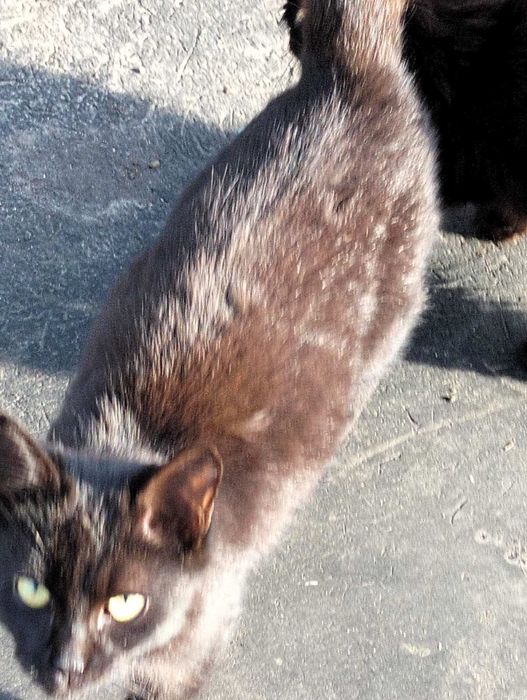 Кошенята шукають дім