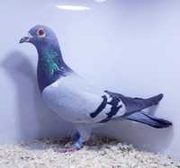 Janssen _ BELG _ samica _ gołąb  golebie zagraniczne _ pocztowe