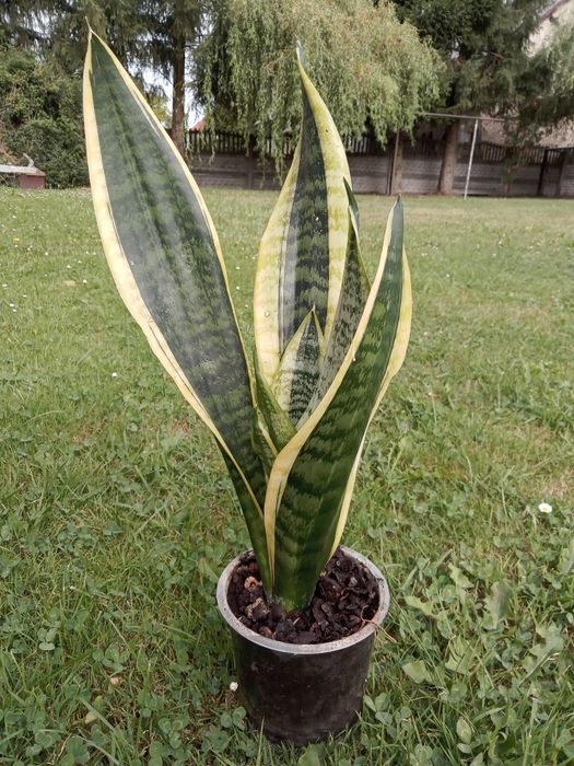 Kwiat  Sansewieria trifasciata ‘Laurentii’