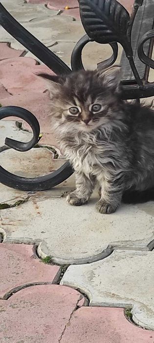 Неймовірні пухнастики! Щастя та радість у ваш дім! Породисті та недуже