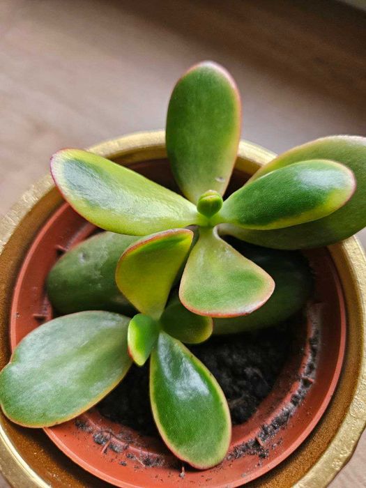 Crassula ovata drzewko szczęścia