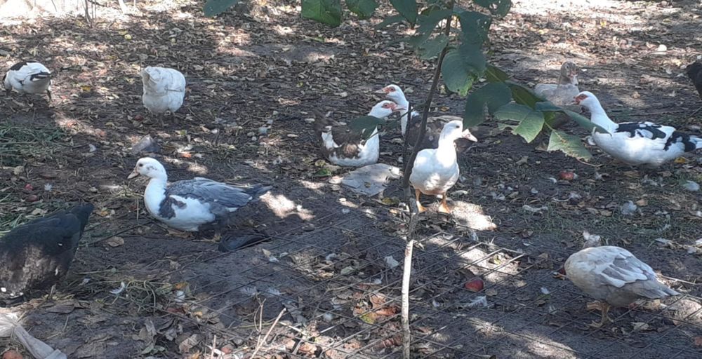 Kaczki Kaczory Drób