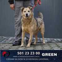 GREEN- do adopcji