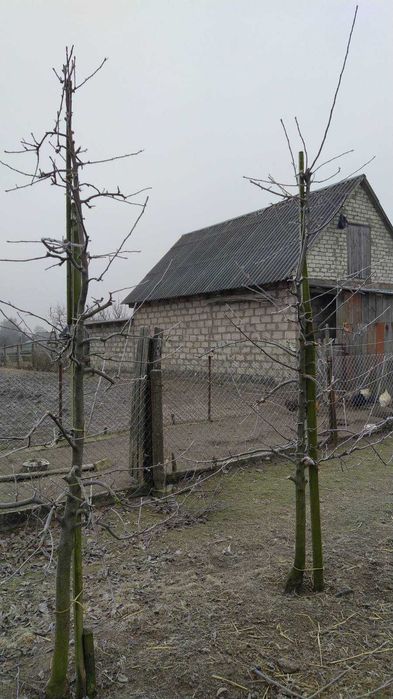 Обрізка плодових дерев, послуги садівника, зріз дерев