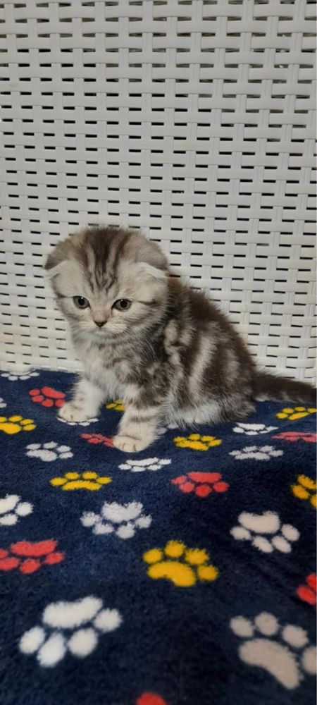 Kotek prostouchy marmurowy