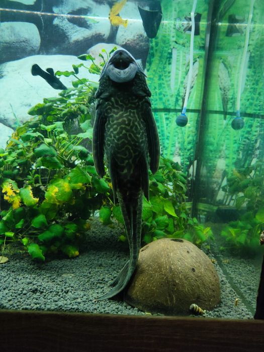 Sprzedam /wymienię zbrojniks (glonojad)