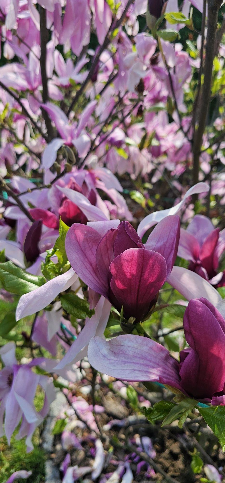 Magnolia duży krzak złożony z dwóch odmian 180 cm