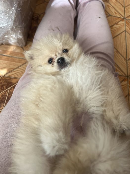 Шпіц, шпиц, цуценята