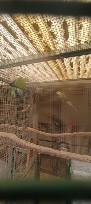 Ring neck  disponíveis