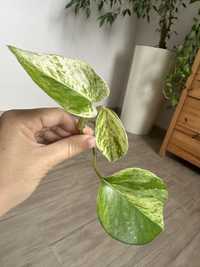 Epipremnum marble queen szczepka sadzonka