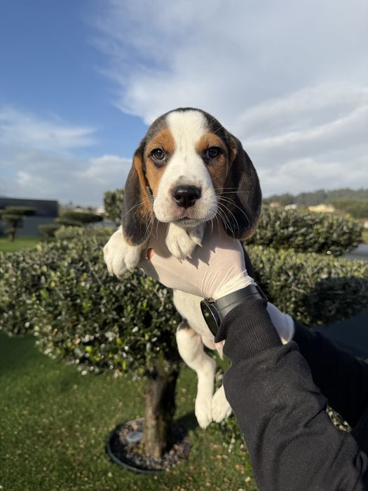 Beagle menino magnifico