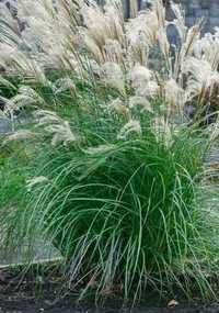 Міскантус, Пампасна трава, декоративна трава для вашого саду.