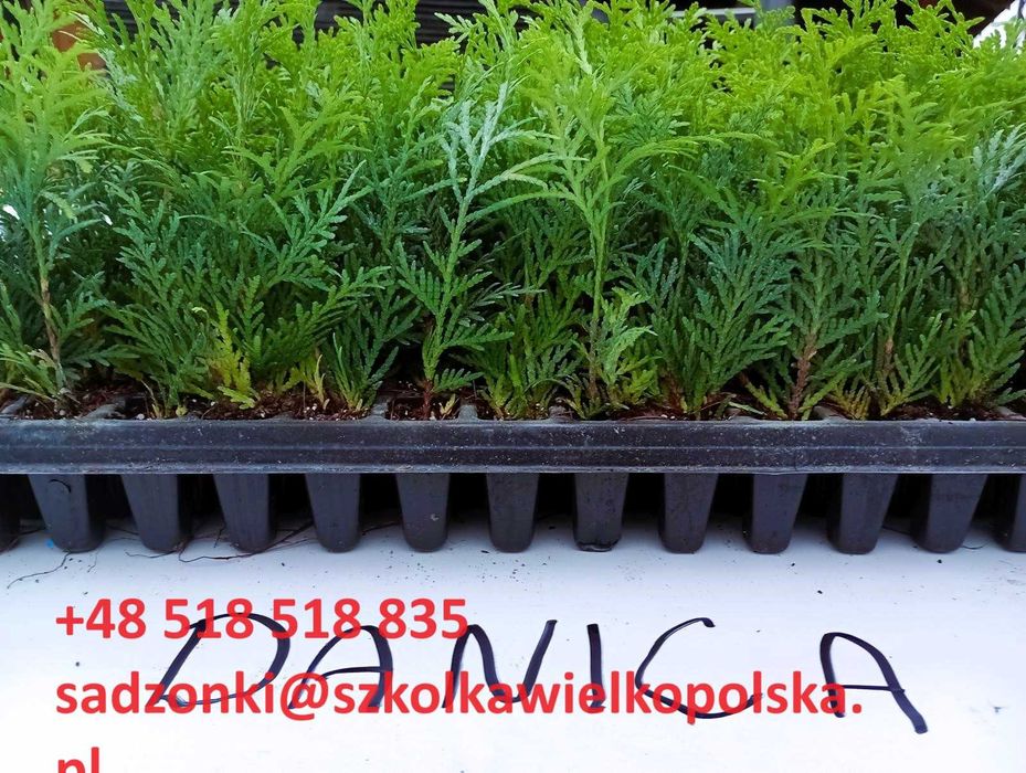 tuja szmaragd, thuja smaragd, , wiltonii, , laurowiśnia