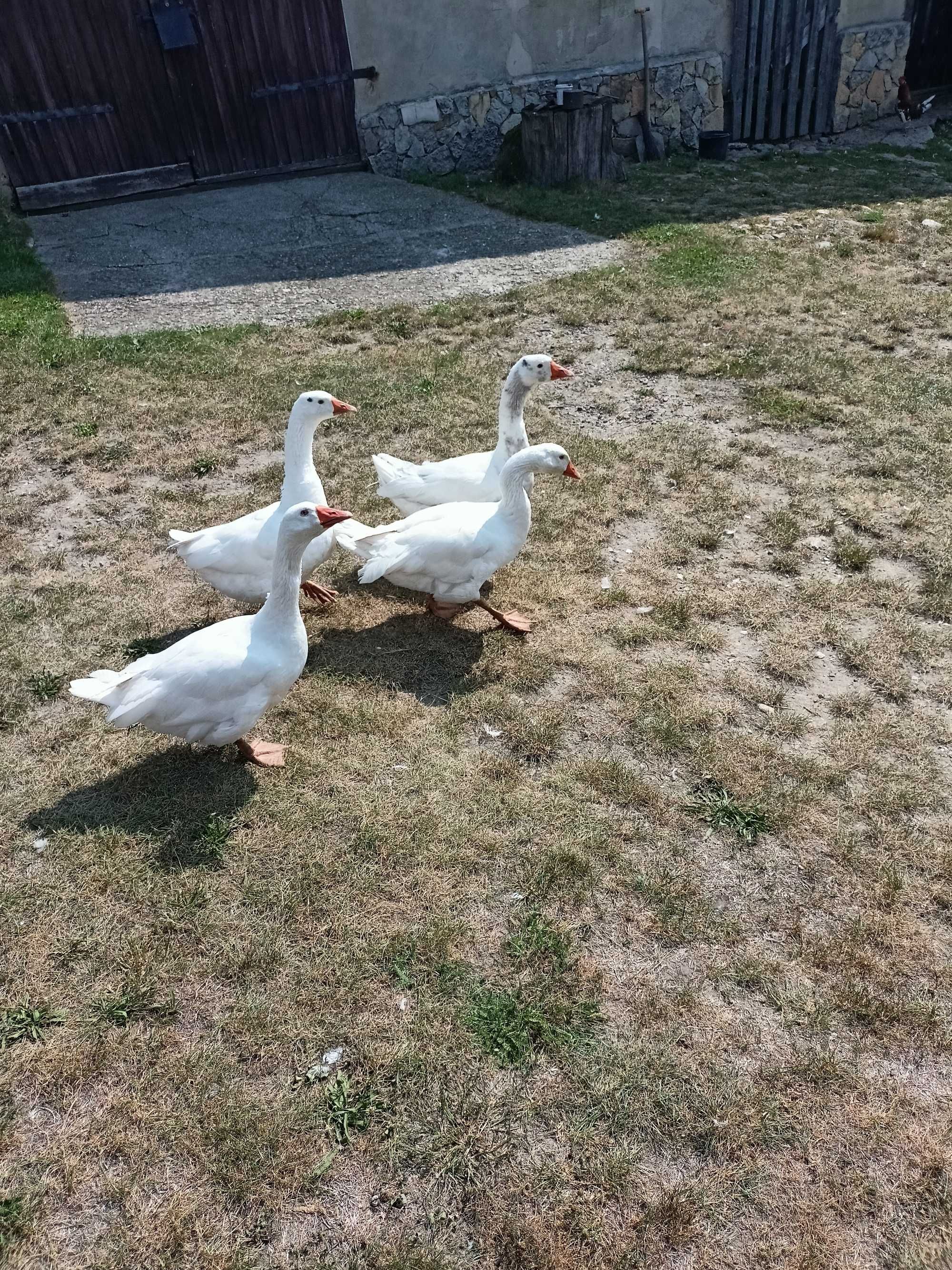 Sprzedam gęsi młode z własnego wylęgu