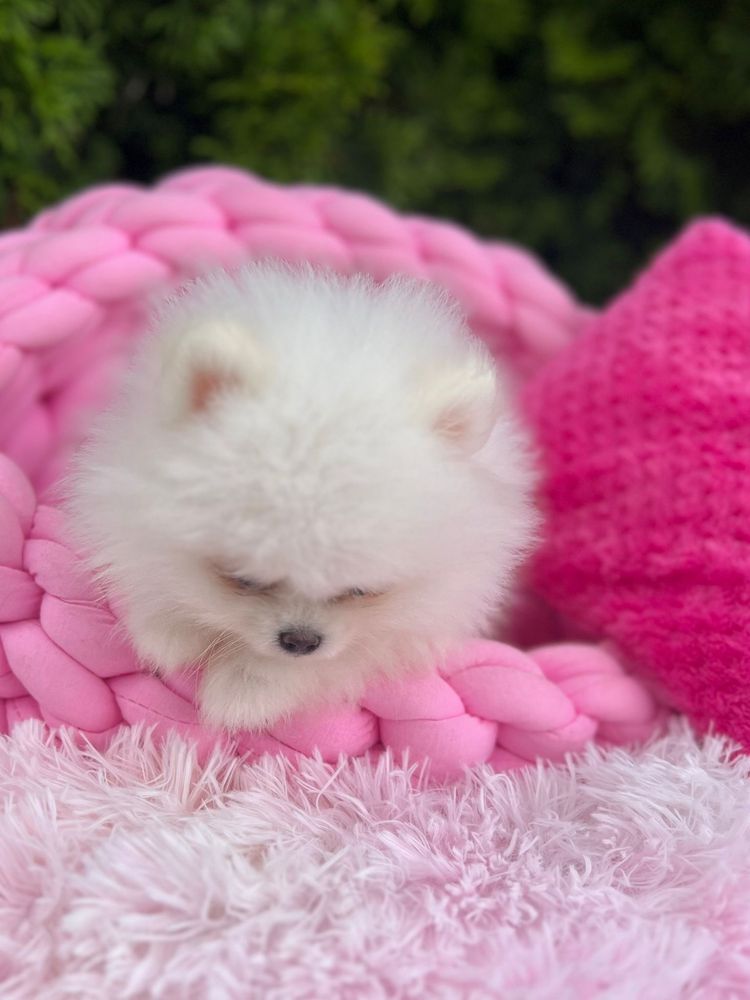 Szpic miniaturowy,pomeranian mega maleńki chłopczyk