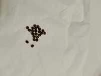 Nasiona hibiskusa bagiennego mix