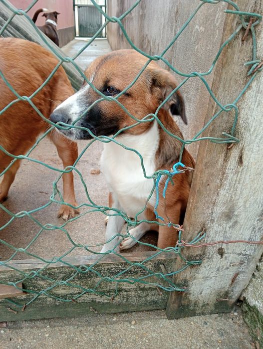 Cão de 4 meses para dar