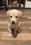 Szczeniak labrador