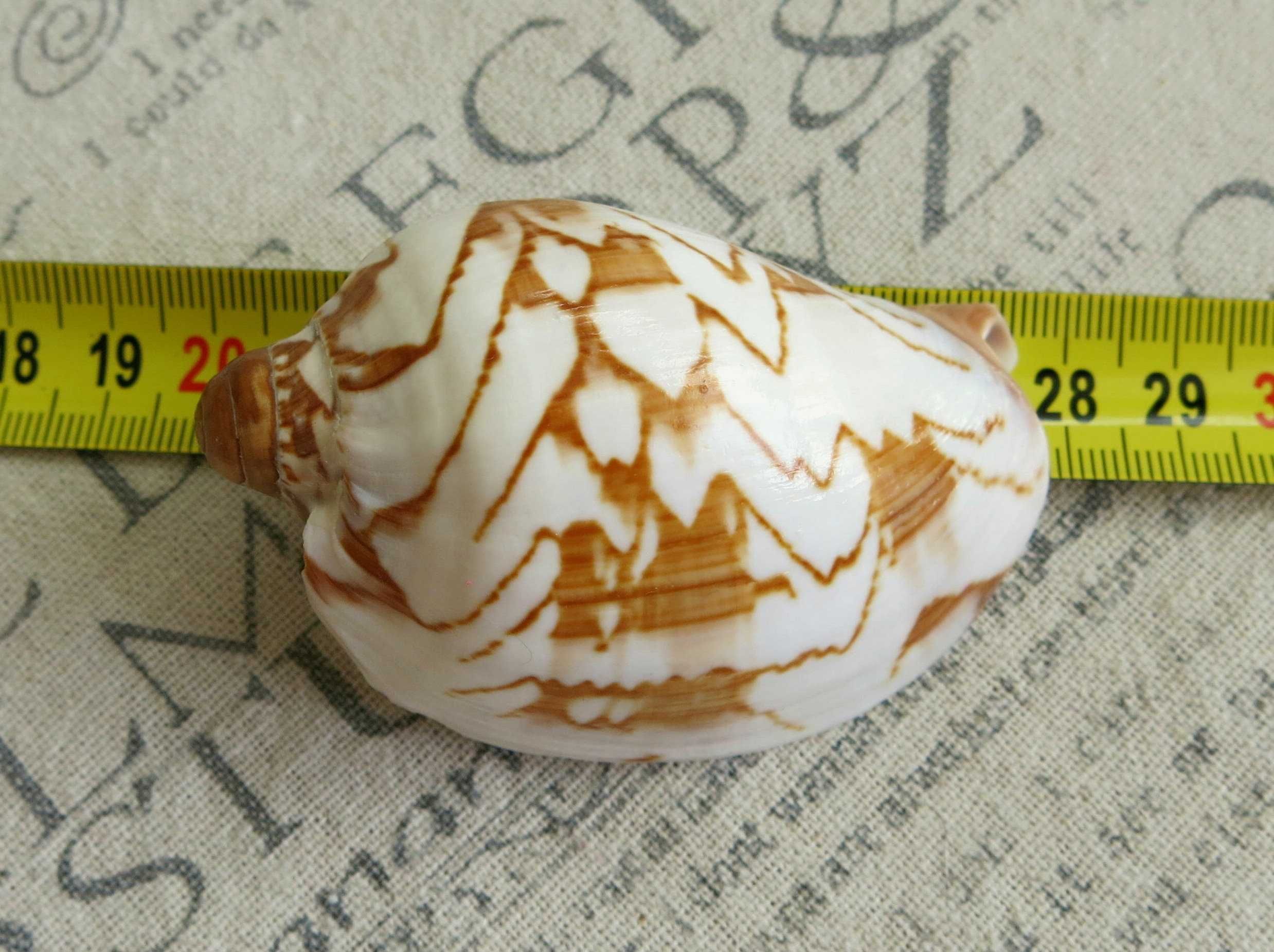 Muszla morska - Cymbiola nobilis f. parva / 72 mm
