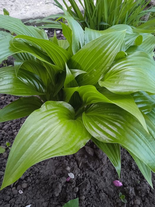 Традисканция цветущая, роза, цветы