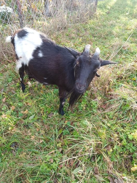 Доросла коза і кізонька