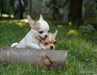 Chihuahua krótkowłosa