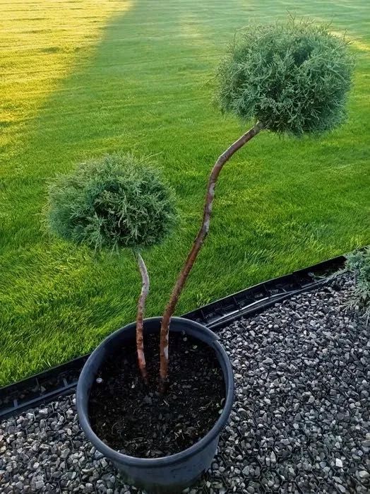 BONSAI - Formowane krzewy ozdobne / Wysoka jakość!