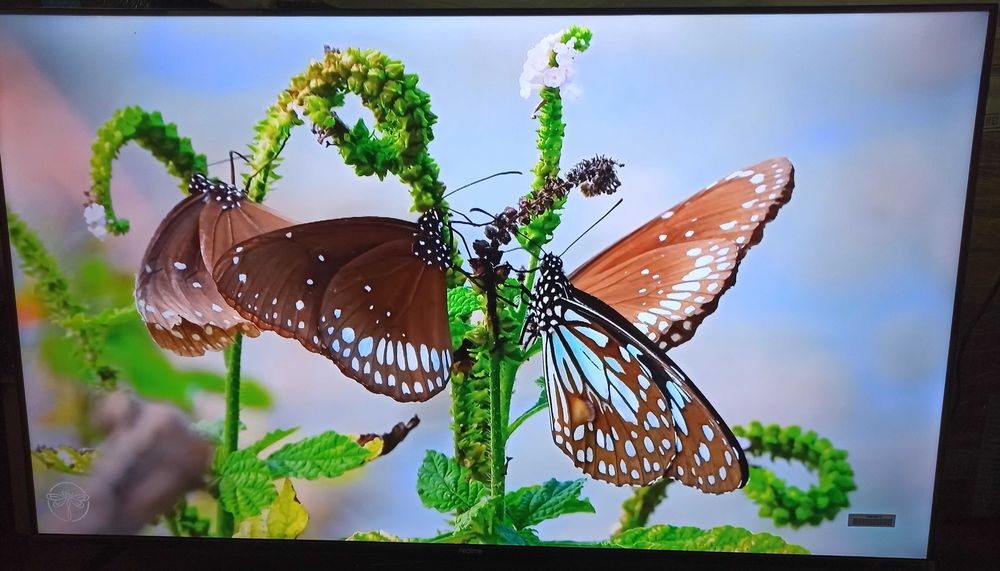 Телевізор смарт realme Smart TV 4K 126cm (50” дюймів) RMV2005