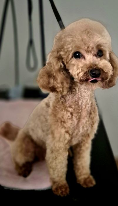 Pudel Toy dorosły piesek FCI