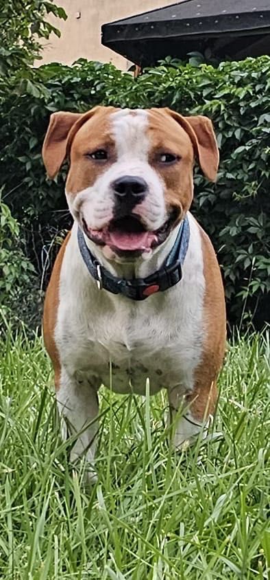 Amstaff FCI - szczeniak 10 miesiecy