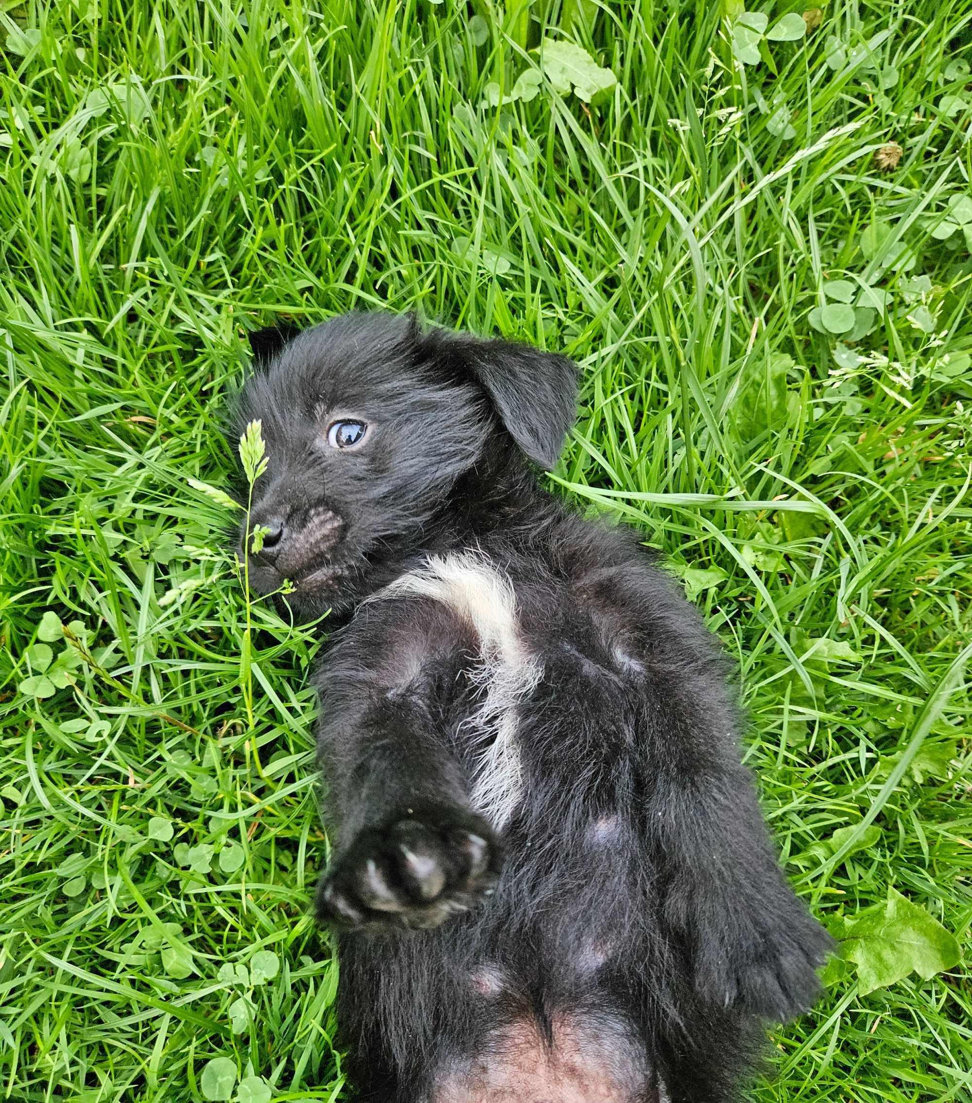 Oddam szczeniaki w dobre ręce.