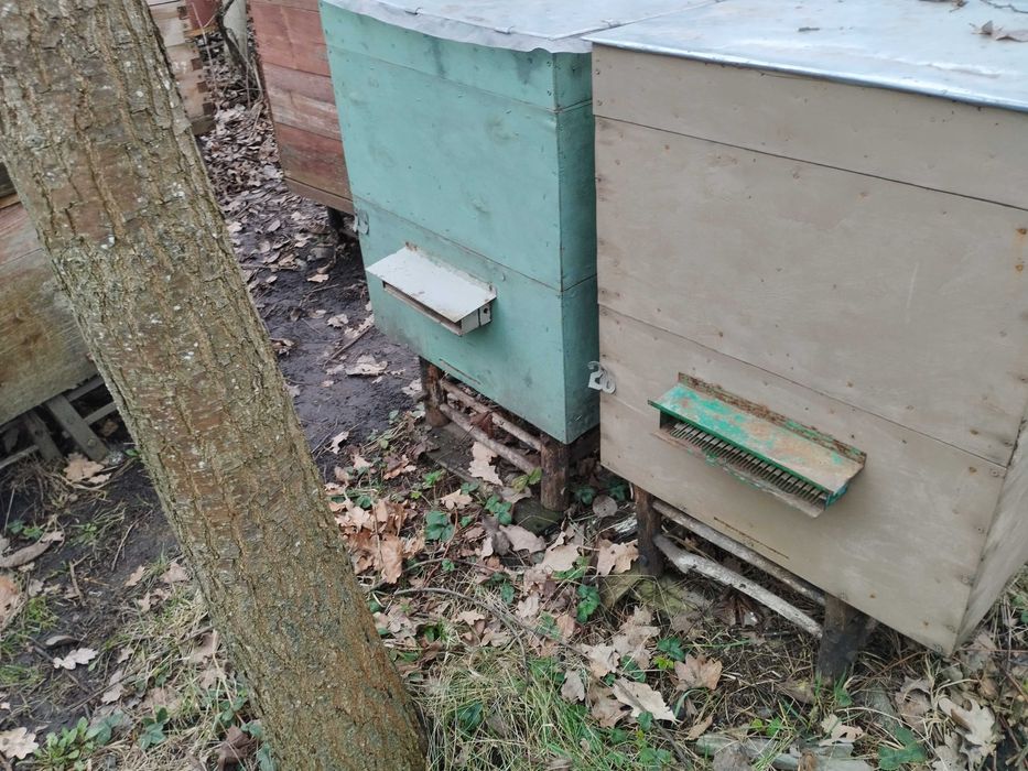 Продам бджоли з матками 2023 року.