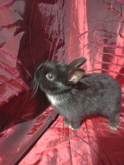 Coelhinho anão holandês