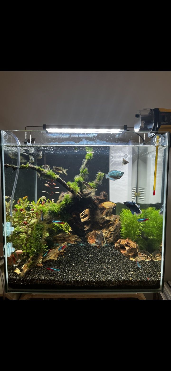 Aquário Cubiq 60 litros + lâmpada