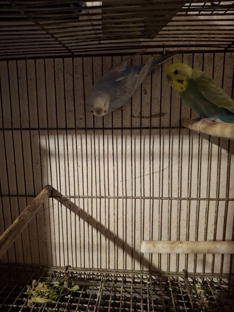 Aves de bico curvo