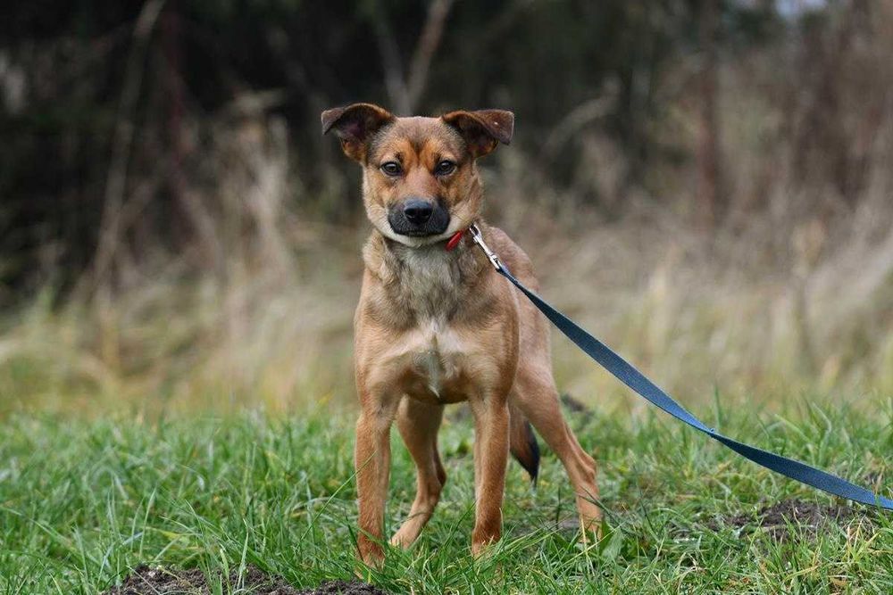 Nina szuka domu, suczka, młoda