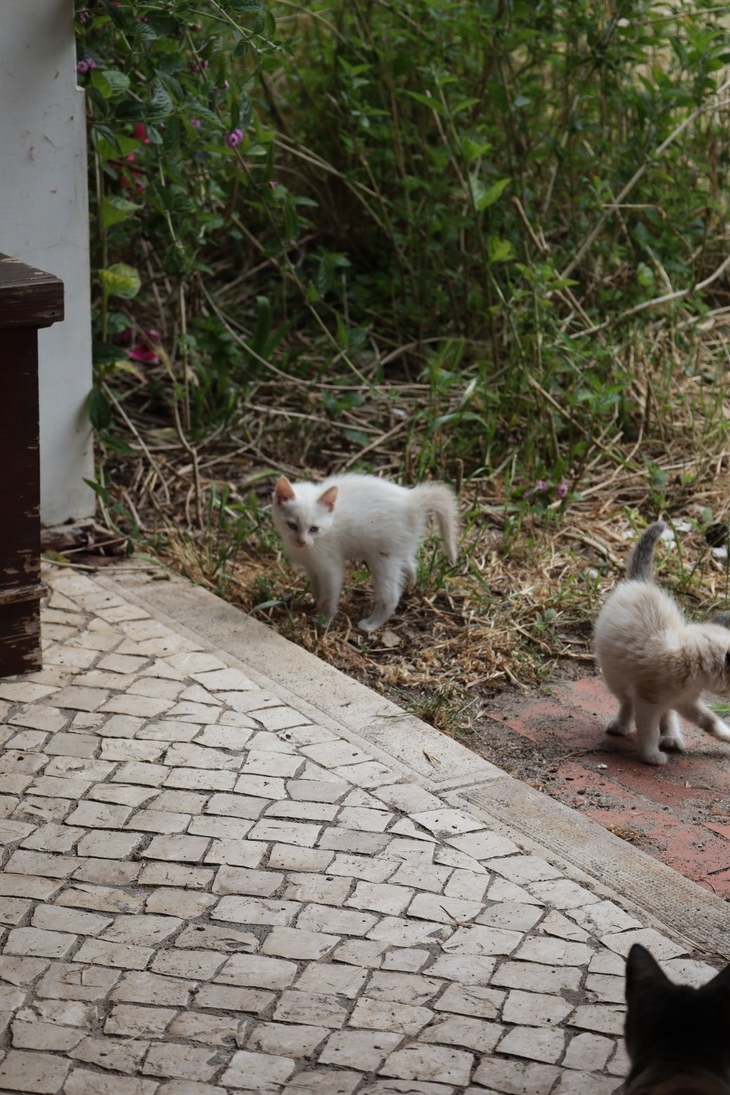 Gatinhas bebés para adopção responsável