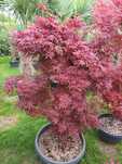Klon Acer Palmatum Skeeters Broom wys od 150cm do 240cm SUPER CENY