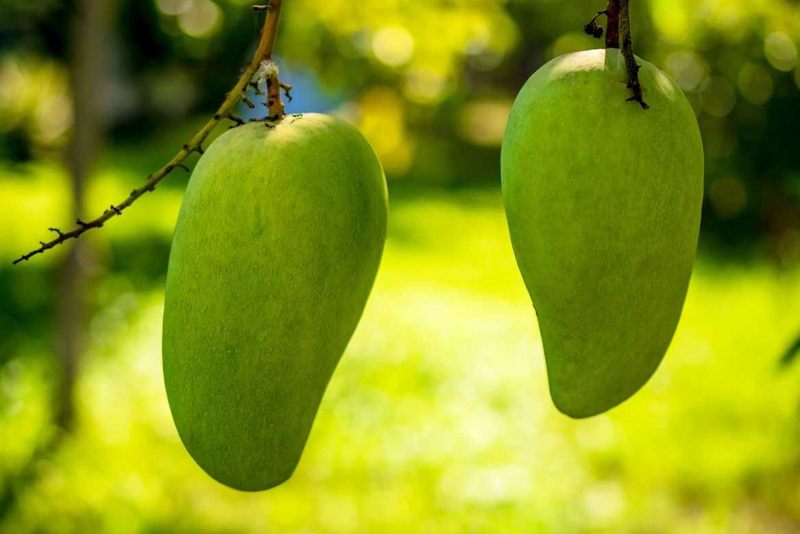 Planta de Manga, Mangifera indica