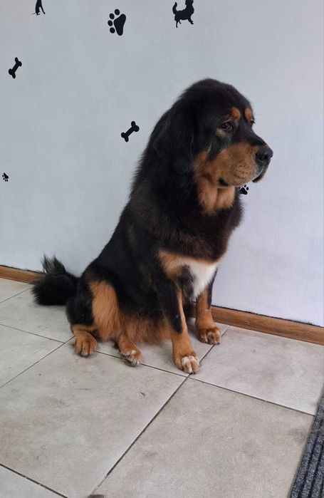 Грумінг домашніх тварин