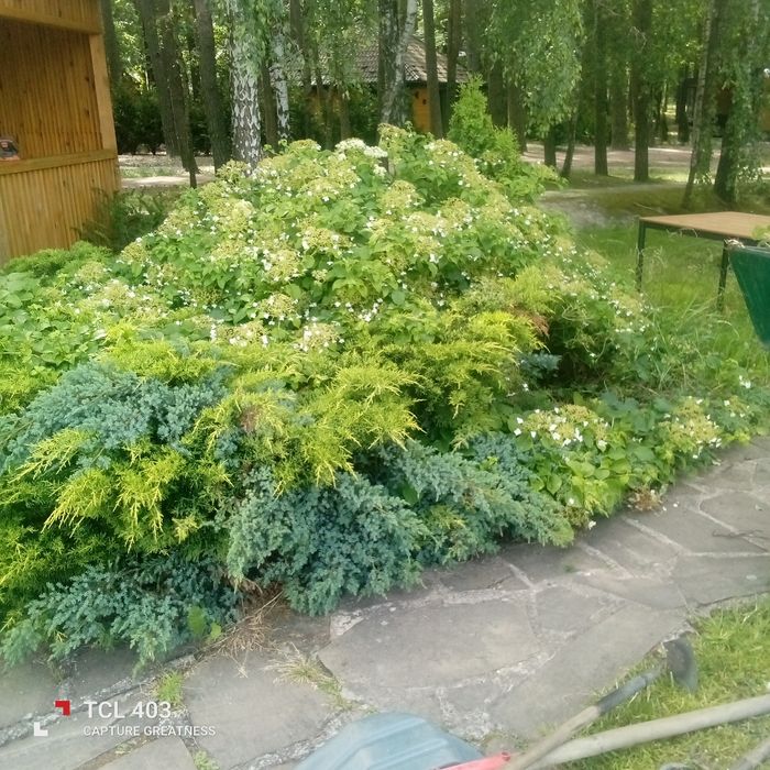 Послуги по обрізці плодових та декоративних рослин