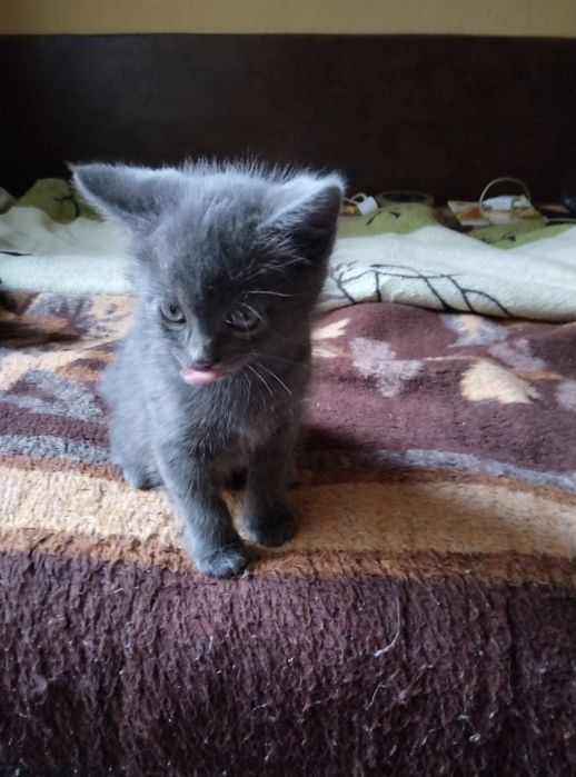 Отдам серого котенка, метис британца, девочка, мальчик, 1,5 месяца