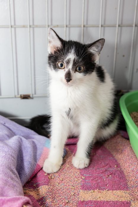 Tolik, Wania i Ivanka - małe kotki do adopcji