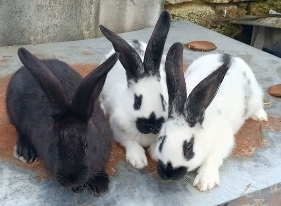 Кролики Строкач+Полтавське срібло