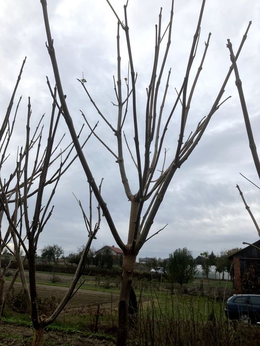 katalpa nana catalpa bignonioides