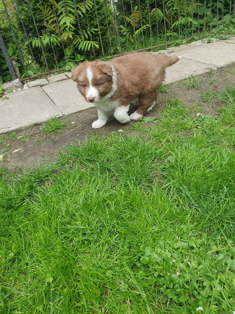 Border Collie szczeniak