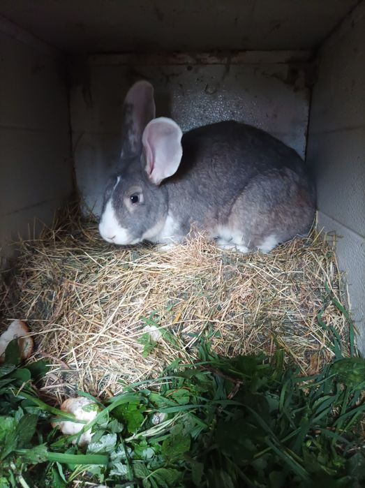 Królik,króliki,Samiec,Samica